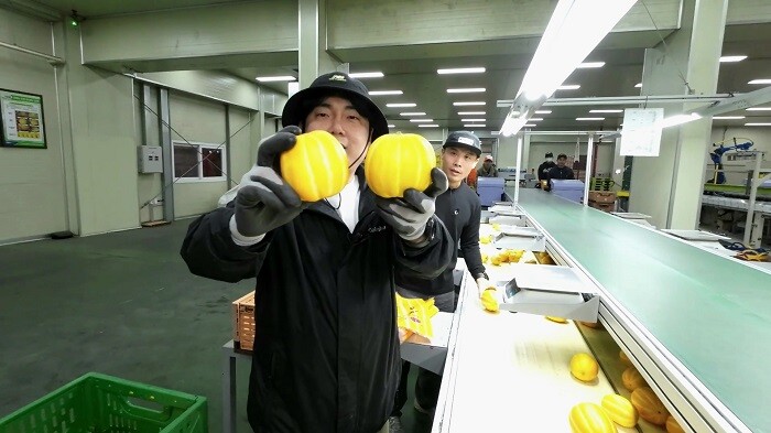 하나로마트에서 '멋대로 참외'를 신규 출시(농협 제공)