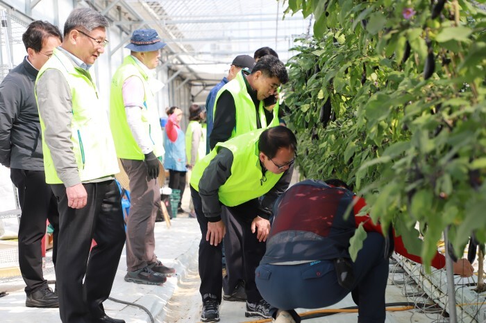 파주에서 가지 순 자르기등 일손돕기 활동(농협 제공)