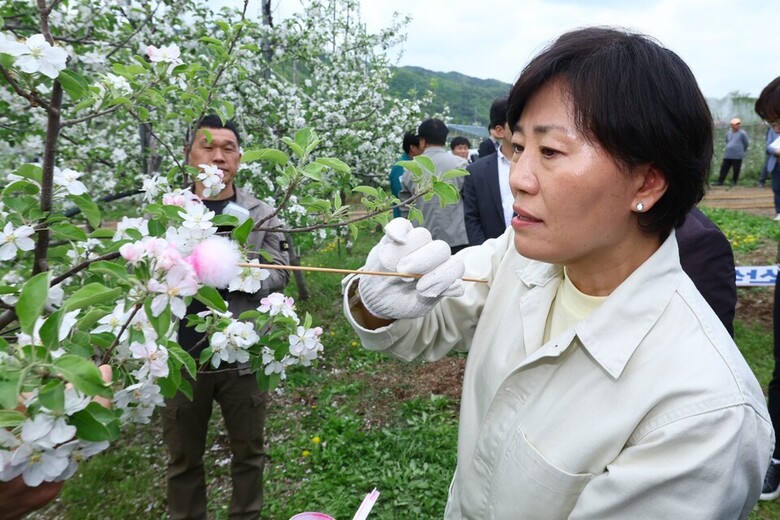 송미령 장관이 사과 인공 수분 시연을 하고 있다.