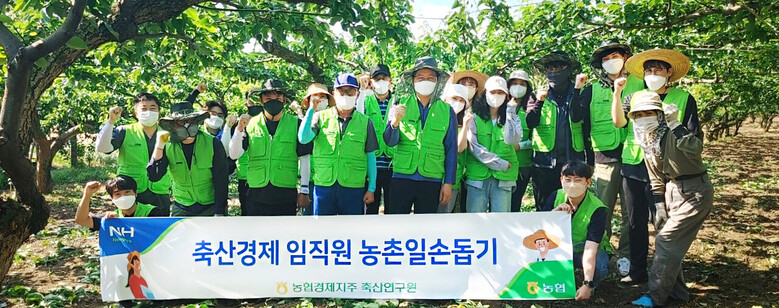 농협경제지주 축산사료자재부 임직원들 과수농가를 방문해 일손돕기 실시(농협 제공)