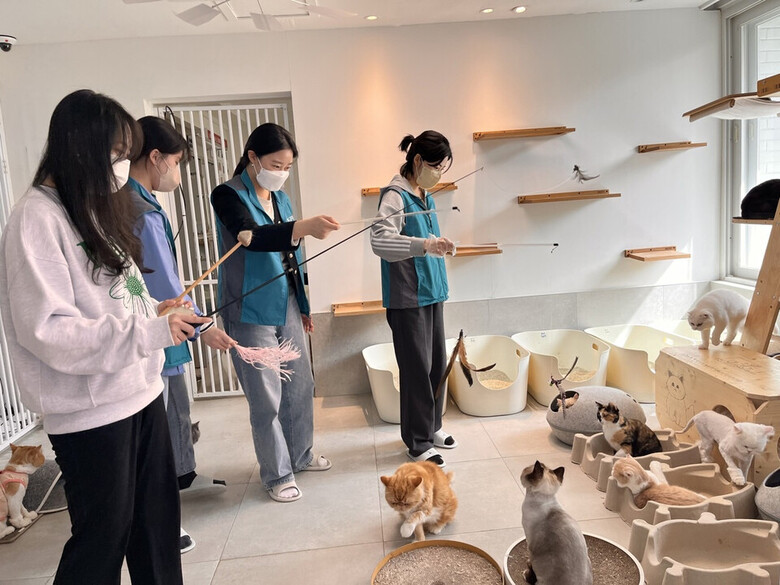 한국마사회, 고양이 돌봄봉사 실시 모습 (마사회 제공)