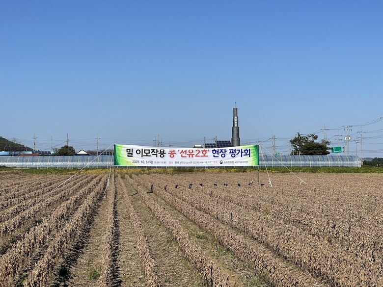 선유2호 생육 전경 (농촌진흥청 제[공)