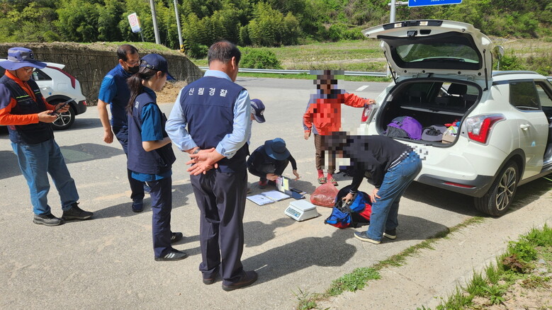 임산물 불법 채취 단속장면 (남부지방산림청 제공)