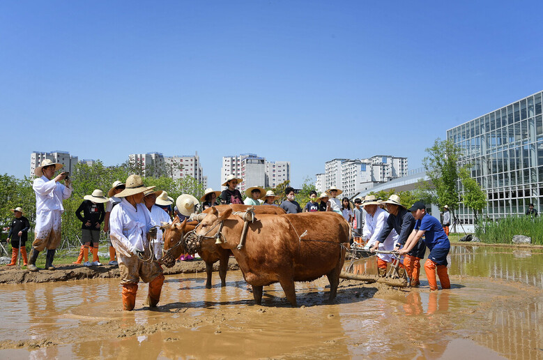겨리농경문화 시연하는 황수철 국립농업박물관장과 구운초등학교 학생들 (국립농업박물관 제공)