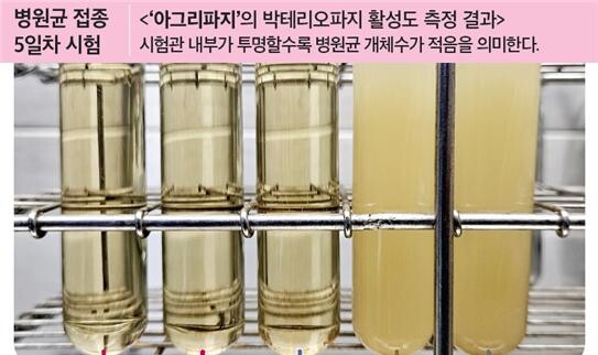 왼쪽부터 박테리오파지(1,000배), 박테리오파지(2,000배), 항생제(1,000배), 농가관행약제, 무처리 순. 박테리오파지 처리구는 항생제와 동일하게 접종 5일차 동안 세균의 증식이 억제되는 효과를 나타냈다.(경농 제공)