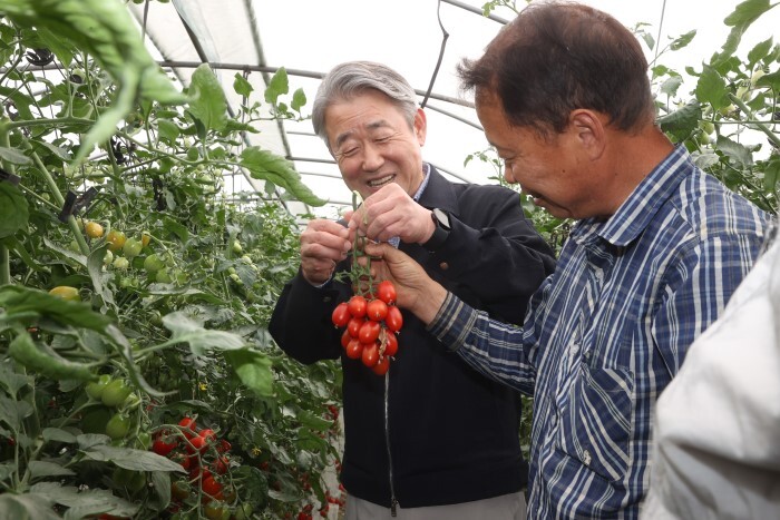 강호동 농협중앙회장, 충남 아산 방울토마토·쪽파 농가 찾아 생육동향 점검(농협 제공)