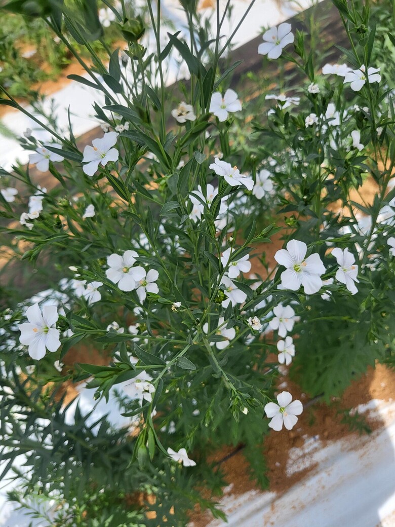 아마꽃(농진청 제공)