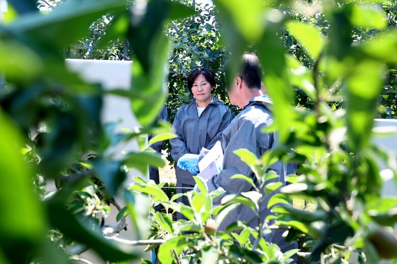 과수 화상병 예방을 위해 방역복을 입고 사과 생육상황을 살피는 송미령 장관