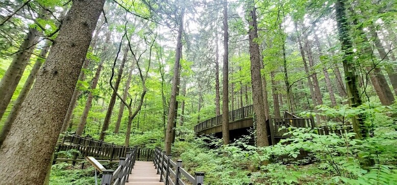 덕유산휴양림(국립자연휴양림관리소 제공)