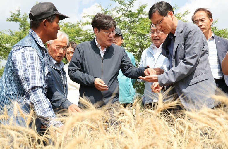 밀 수확 현장 및 제분시설 현장 방문 (농촌진흥총 제공)