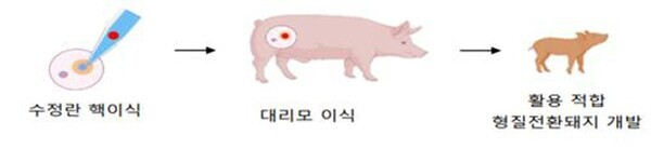 체세포 핵이식을 통한 형질전환 돼지 생산 방법 (농촌진흥청 제공)