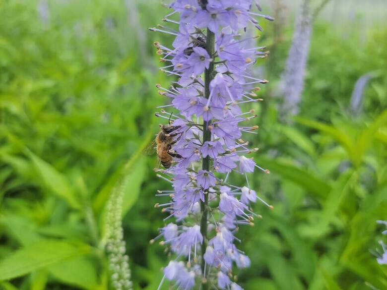 산꼬리풀 전경