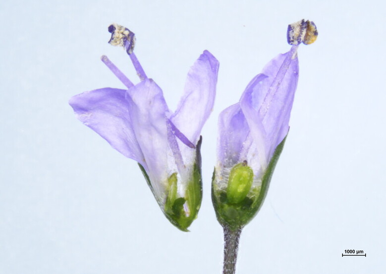 산꼬리풀 꽃 1000배 확대