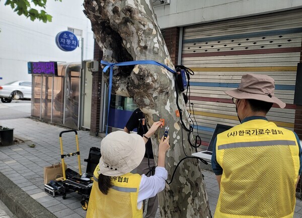 (가로수) 수간, 뿌리부 동공형성 여부 등 수목 정밀진단(비파괴기법)