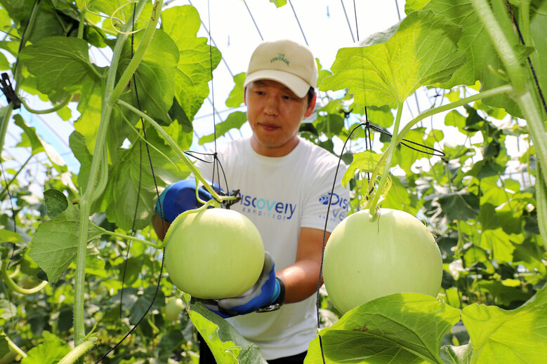 인제군이 자랑하는 고당도·고품질의 ‘꿀찬멜론’ 본격 출하(인제군 제공)