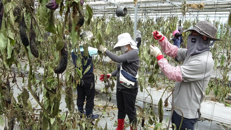 곽도연 국립식량과학원 원장은 경상남도 사천시 논콩 재배 농가 현장을 찾아 집중호우에 따른 농작물 생육 상황을 살피고 농가 애로사항을 청취(농진청 제공)