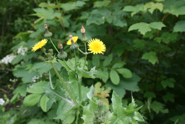 방가지똥(Sonchus oleraceus, 국화과)