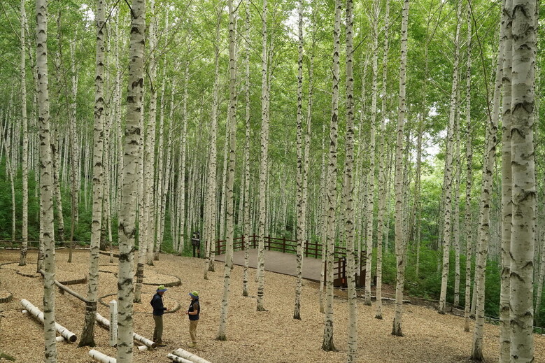 인제군 자작나무 숲(산림청 제공)