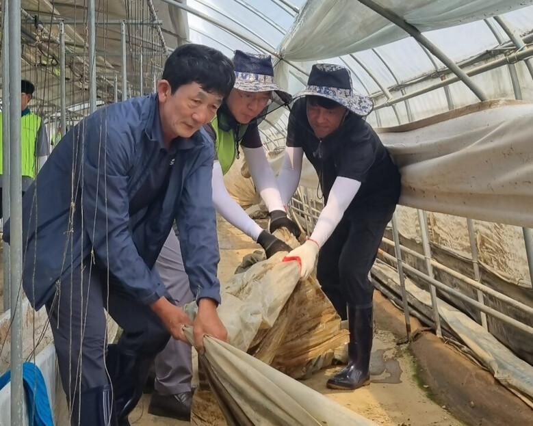 집중호우 피해 농가  수해복구 일손돕기 실시(농협 제공)