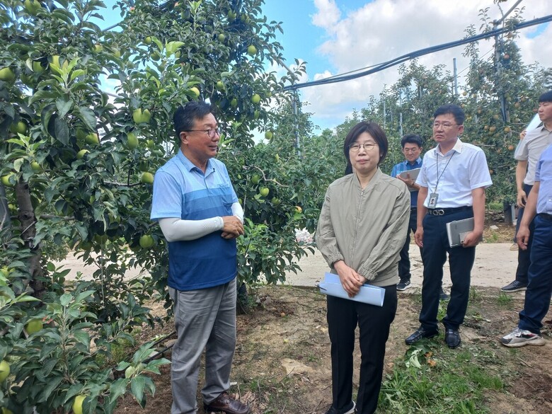 박수진 농식품부 식량정책실장이 사과생육상황을 점검하고 있다. (농식품부 제공)