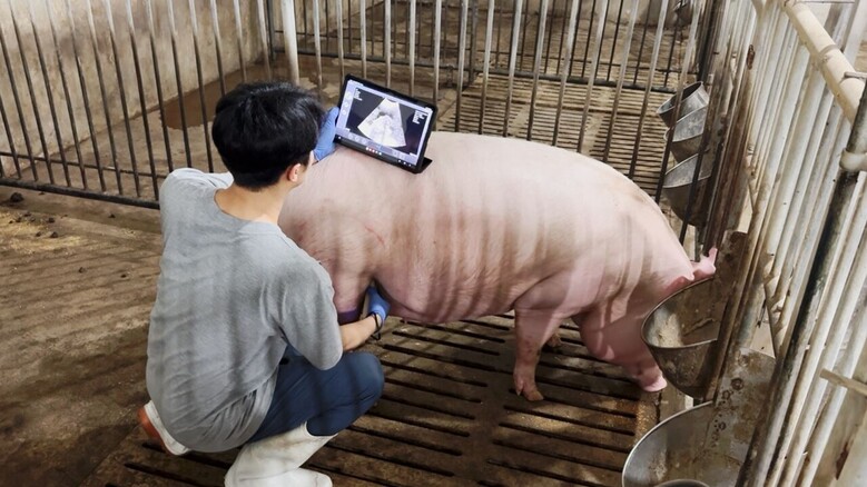어미돼지 임신 판정을 위한 초음파 영상 촬영 모습 관련사진