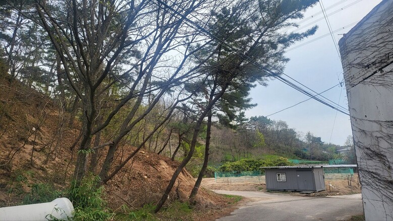 경북 포항시 남구 연일읍 달전리 전력선 위험목 제거(산림청 제공)