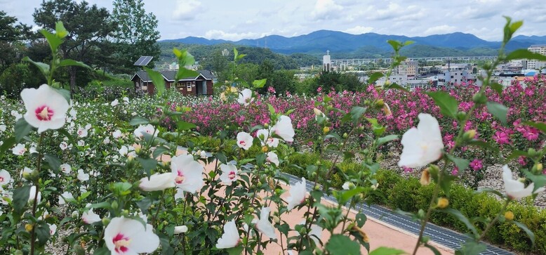 전남 장성 무궁화공원(산림청 제공)