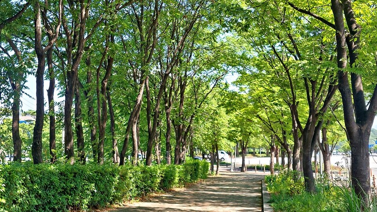 대구 수성구 미술관로 소·느티나무길 (산림청 제공)