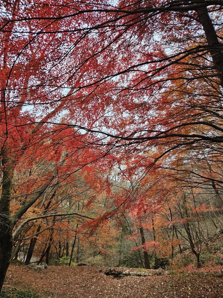 나주숲체원 가을 숲 전경(한국산림복지진흥원 국립나주숲체원 제공)
