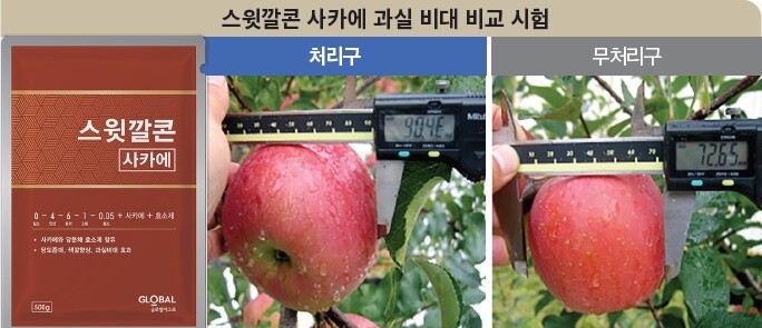 스윗깔콘 사카에 과실 비대 비교 시험