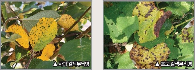 갈색무늬병 증상