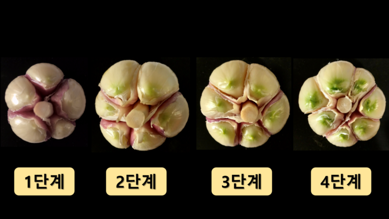 홍산 초록색 발현 단계 구분 기준(농진청 제공)