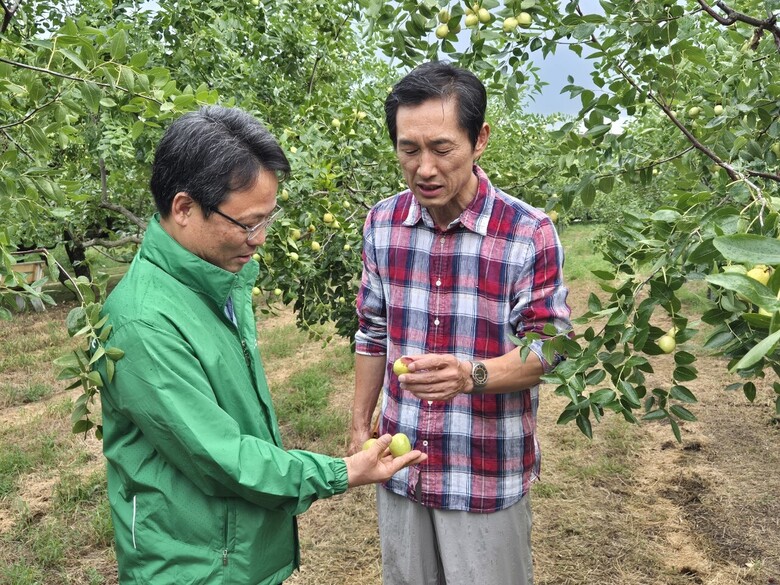 추석 성수품인 대추의 작황현황을 살피고 임산물의 원활한 수급을 위한 가공‧유통시설 운영현황을 점검(산림청 제공)