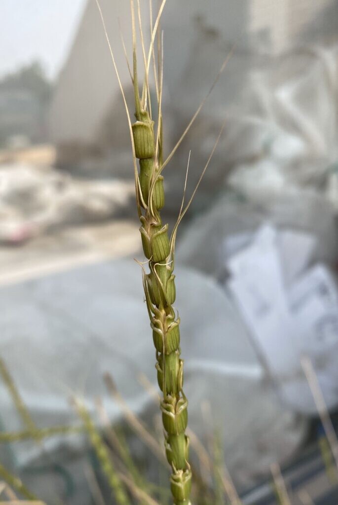 염소풀(Aegilops tauschii) 사진