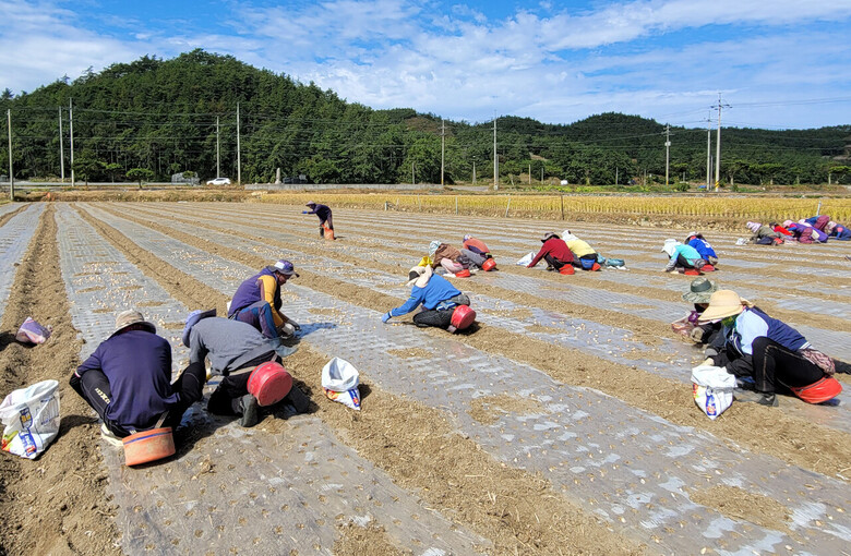 마늘 파종 작업