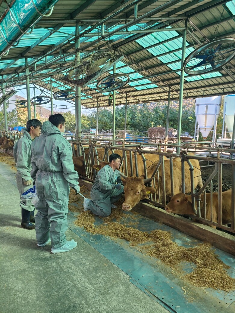 럼피스킨병 예방접종 모습 (경기도 제공)