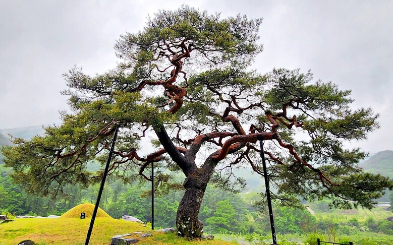 경북 문경 적성리 소나무(산림청 제공)