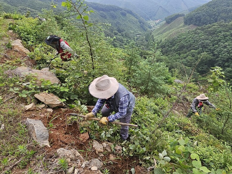 산림사업지 덩굴 집중 제거(중부지방산림청 제공)
