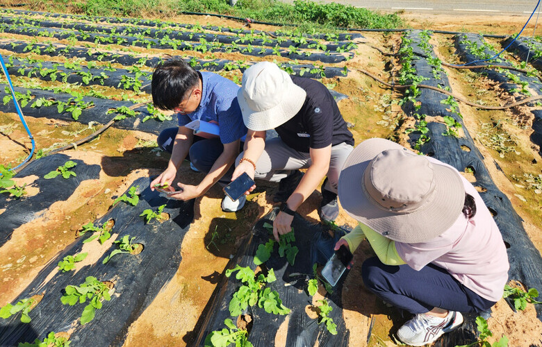 영암 배추 재배단지에서 기술지원을 하고 있다. (전남농기원 제공)