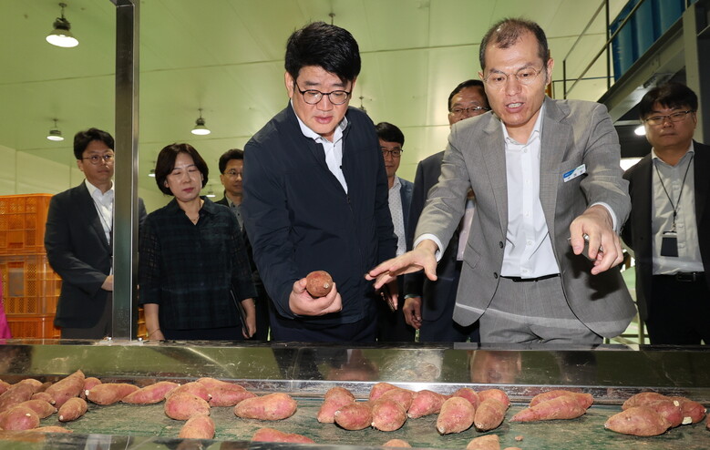 권재한 농촌진흥청장은 8일 전북 김제시 공덕농협 농산물가공사업소에서 고구마 선별 시설 등을 살펴보고 국내 육성 고구마의 보급과 수출 활성화 방안을 점검하고 있다.(농촌진흥청 제공)
