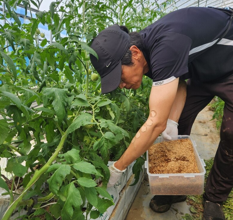 토마토농장 천적 살포 모습 (농진원 제공)