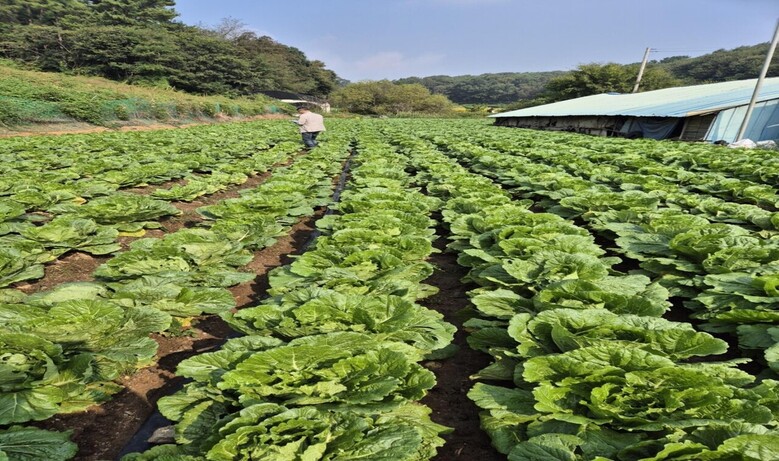 충남 보령 (11월 중순 출하)