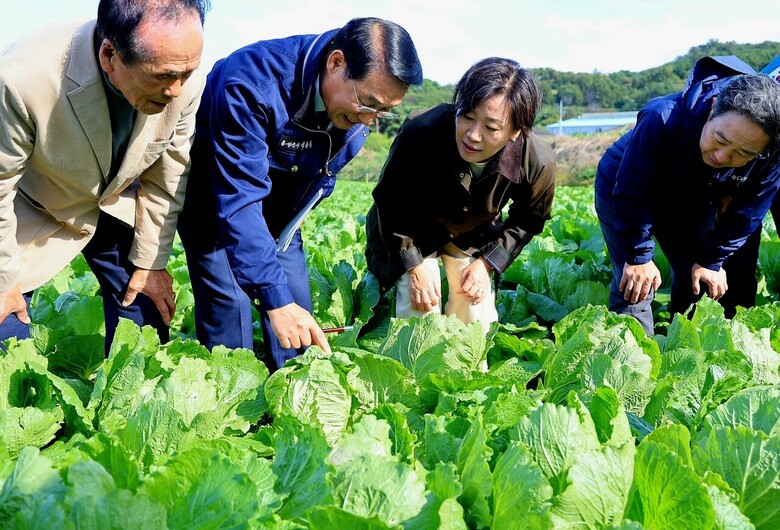 농식품부 송미령 장관이 20일 오후 충남 홍성의 배추밭을 찾아 11월 상순에 출하 예정인 배추 생육 상황을 점검하고, 농업인과 현장 관계자들을 격려했다. (농식품부 제공)