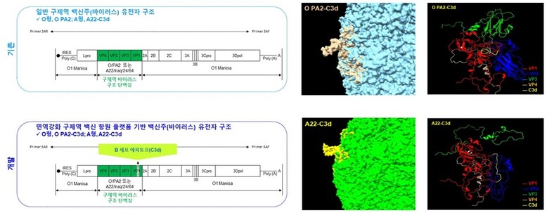 면역강화 구제역 백신 항원 플랫폼(O형 및 A형) 구조