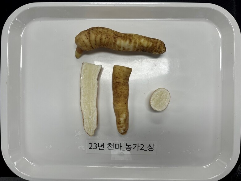 천마 사진