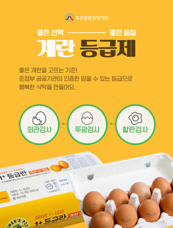 계란 등급제 안내