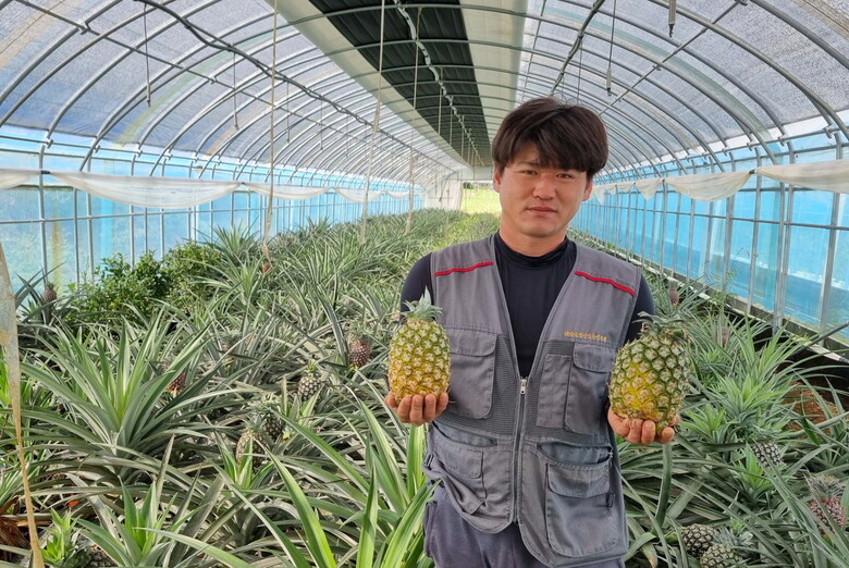 해남군 황산면 김지원 청년농업인이 자신이 재배한 파인애플을 수확하고 있다(전남농기원 제공)