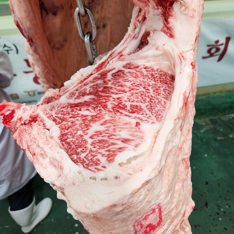 등심단면적 사진(농협사료 제공)