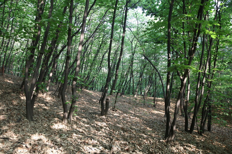 쪽 동백나무(국립산림과학원 제공)