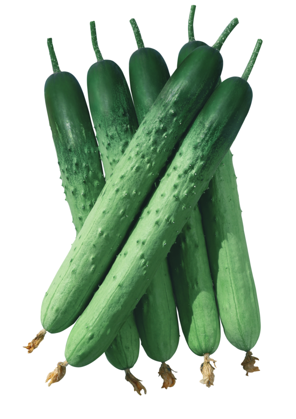 PMR천리향